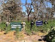Descubren predio en Tequila sembrado con 42 mil plantas de mariguana