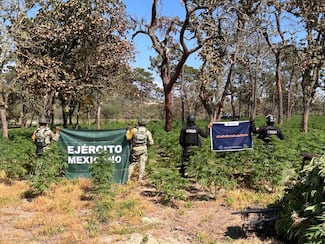 Descubren predio en Tequila sembrado con 42 mil plantas de mariguana