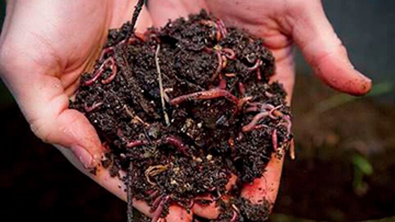 Lombrices de tierra en compost