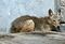 Liberan en La Primavera ejemplares rehabilitados de fauna silvestre rescatados en Tlajomulco
