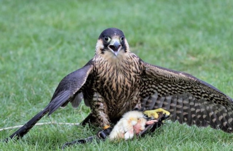 Halcón peregrino con su presa