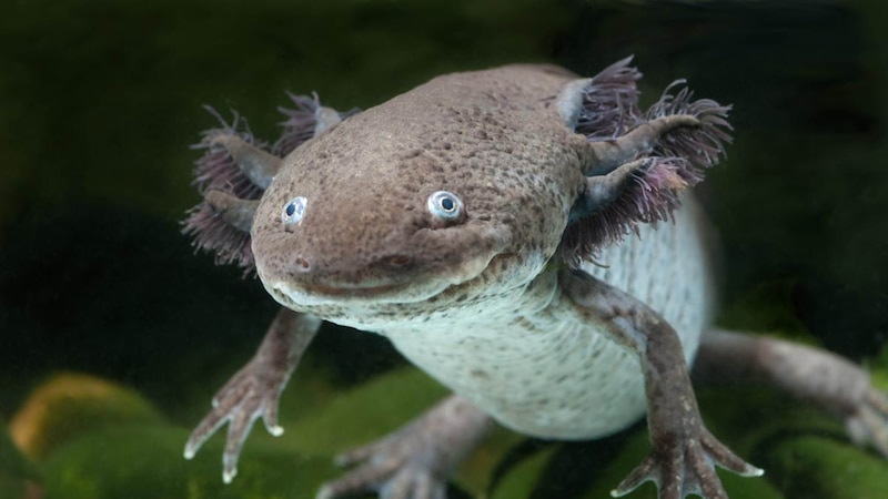 El ajolote, un animal asombroso