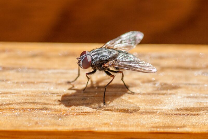 Una mosca común