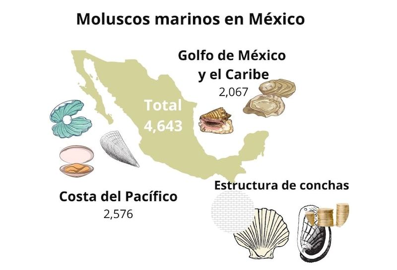 Moluscos marinos en México
