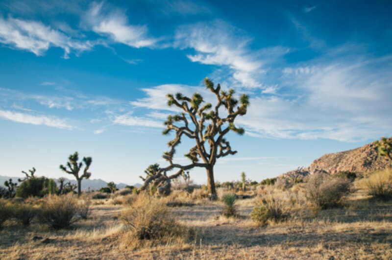 Árboles en el desierto