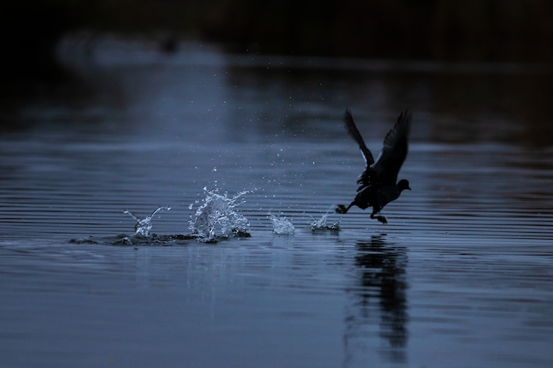 Pato volando sobre el agua