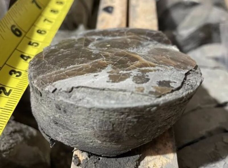 Fósil de coral encontrado en la mina de carbón de La Encina, en Asturias