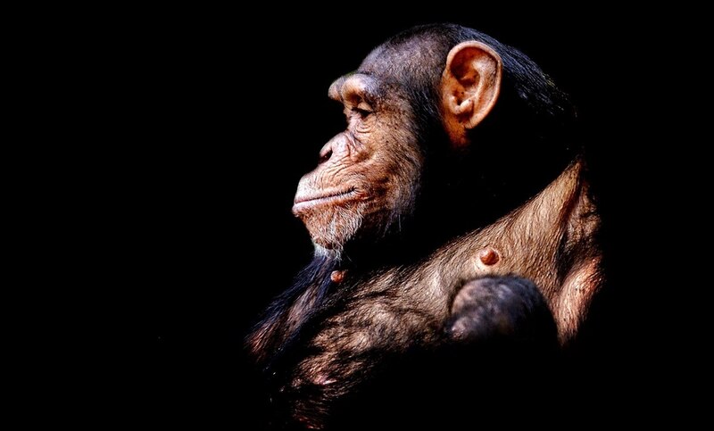 Chimpancé pensativo