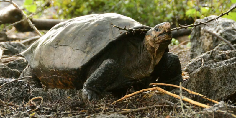 La tortuga gigante de las Galápagos