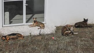 Evolucionan favorablemente perros trasladados al albergue del Ajusco: Gobierno CDMX