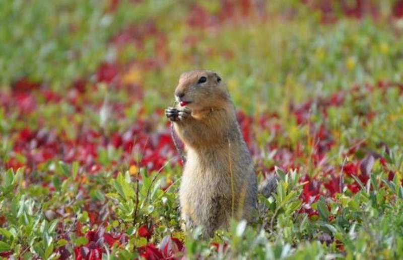 Ardilla en un campo de flores silvestres