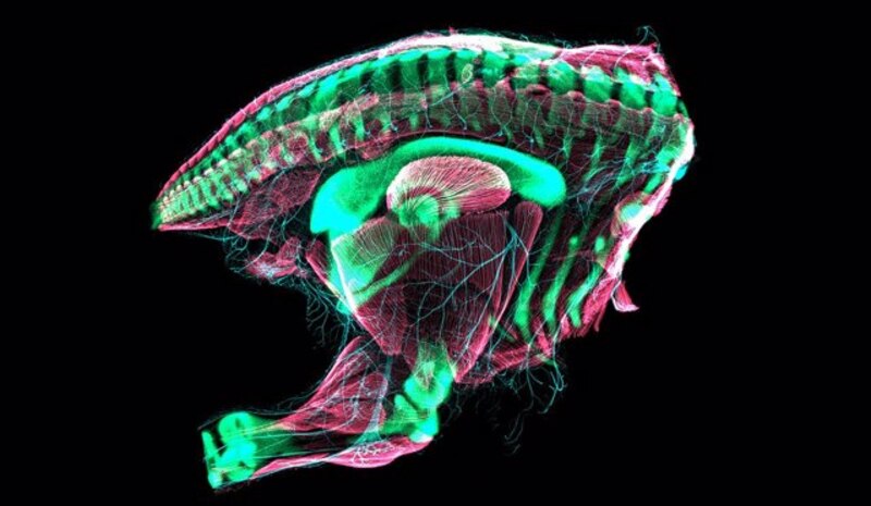 Neuronas en el cerebro de un embrión de pollo