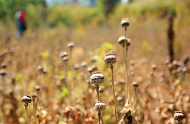 Campo de amapolas