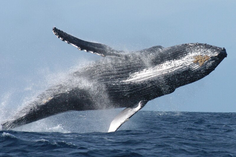 Ballena jorobada saltando del agua