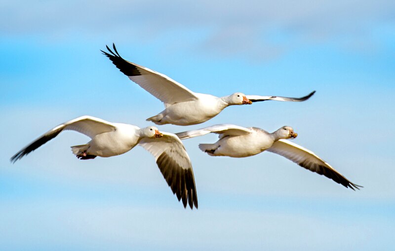 Tres gansos volando en formación