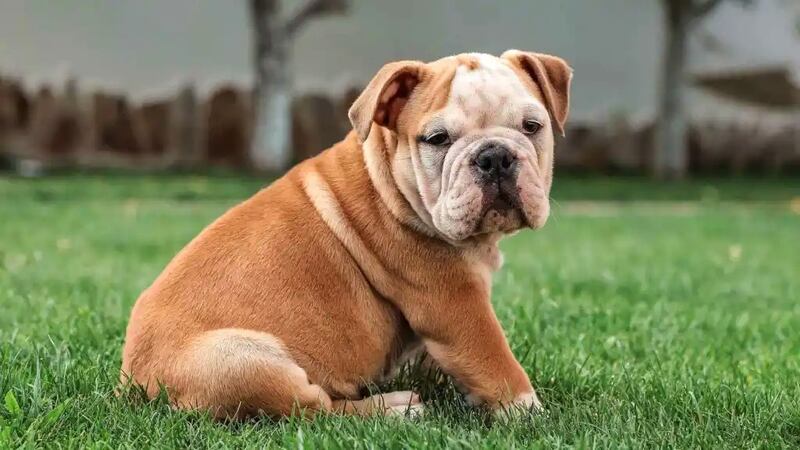 Cachorro de Bulldog Inglés