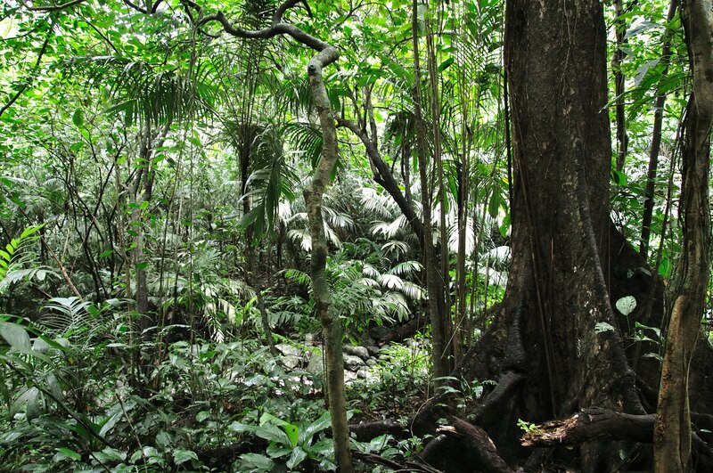 exuberante vegetación en la selva tropical