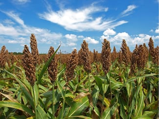 China ampliará su compra de sorgo en Sinaloa a un millón 200 mil toneladas