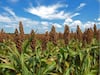 China ampliará su compra de sorgo en Sinaloa a un millón 200 mil toneladas 