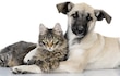 México, con 27.9 millones de perros y gatos en la calle; proponen multas por crianza clandestina 