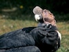 Más de 500 especies de aves, como el cóndor o el albatros, se extinguirán el próximo siglo