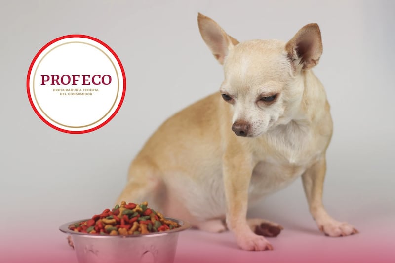 Perro junto a un tazón con croquetas y el logo de la Profeco