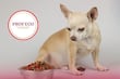 PROFECO revela las mejores croquetas para perro según nutrición y precio