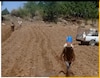 El cultivo de papa y los desorganizadores endocrinos