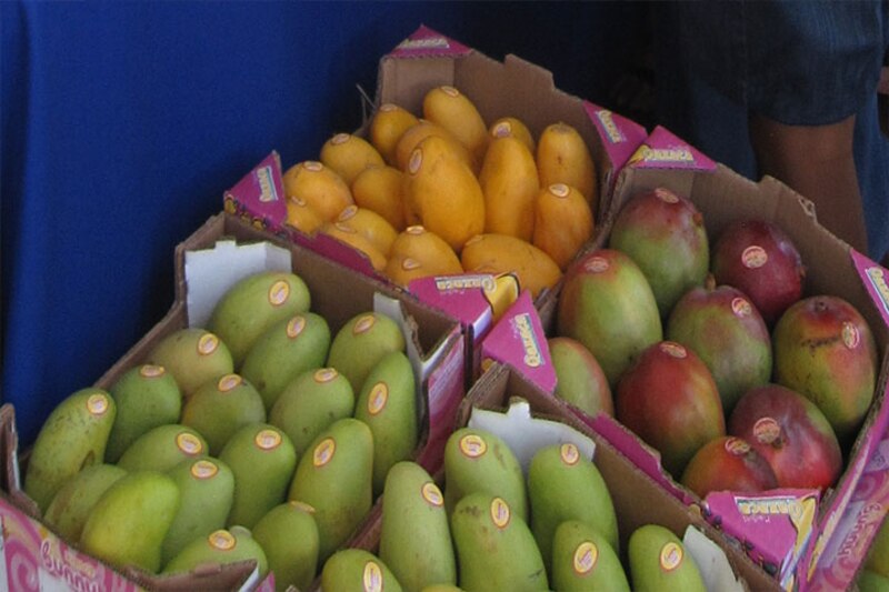 Mangos de diferentes colores