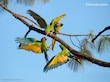 La guacamaya verde renace en México