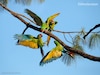 La guacamaya verde renace en México