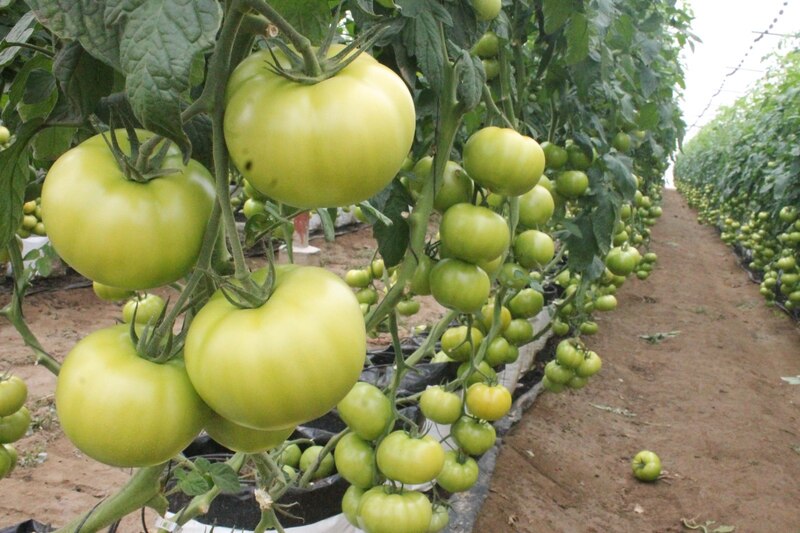 Tomates verdes en un invernadero