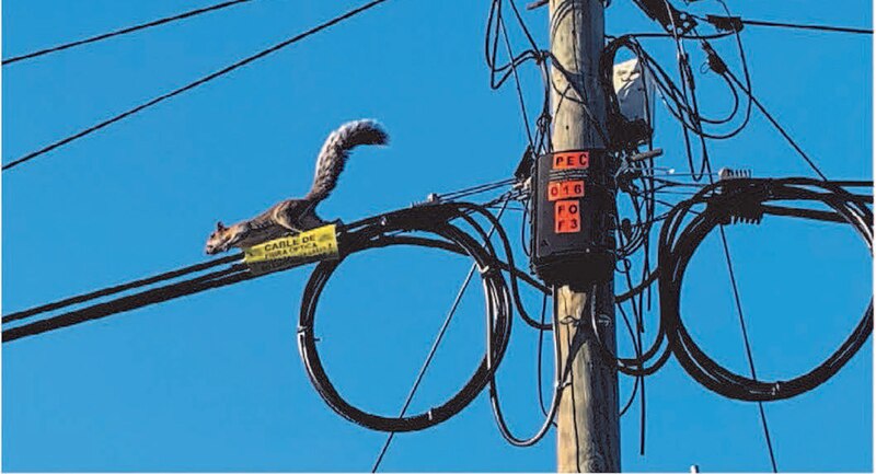 Ardilla en un cable