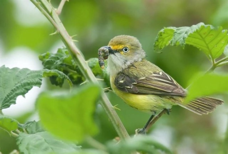 Gorrión con una oruga en el pico