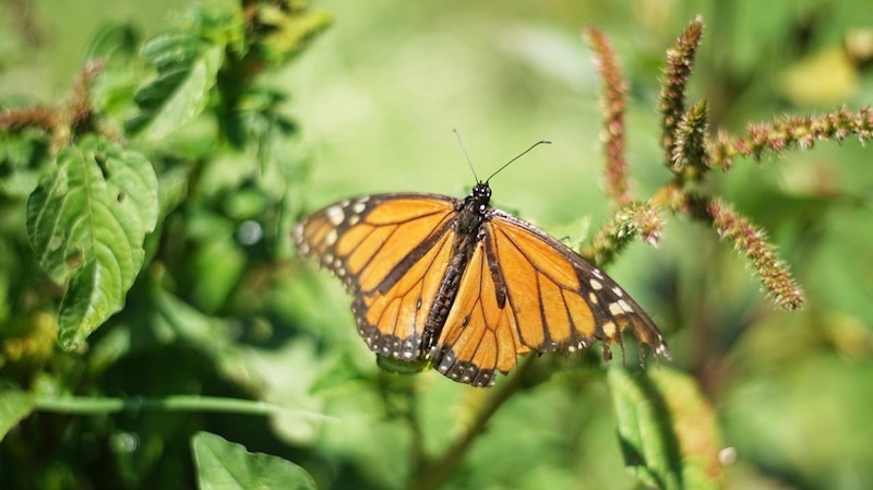 Mariposa monarca en una planta