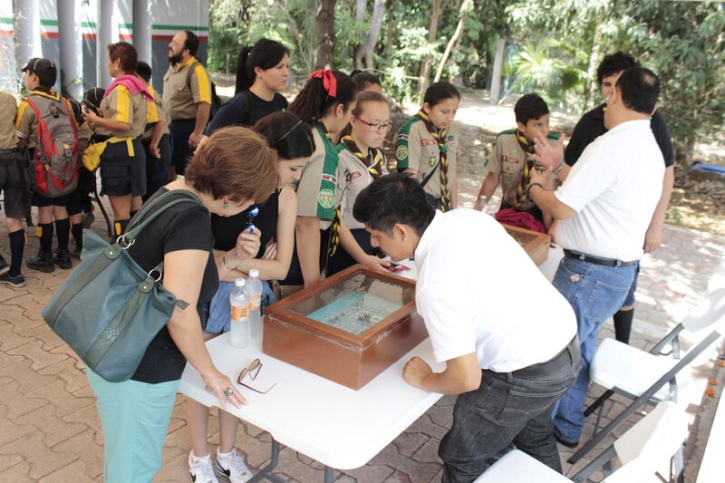 Niños y adultos observan una caja con insectos