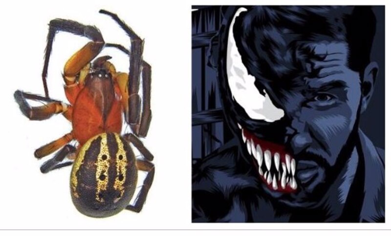 ¿Qué tienen en común una araña y Venom?