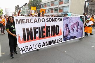Desde el 1 de enero queda prohibida la venta de animales vivos en el Mercado de Sonora
