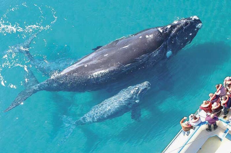 Ballenas francas australes en la Península Valdés