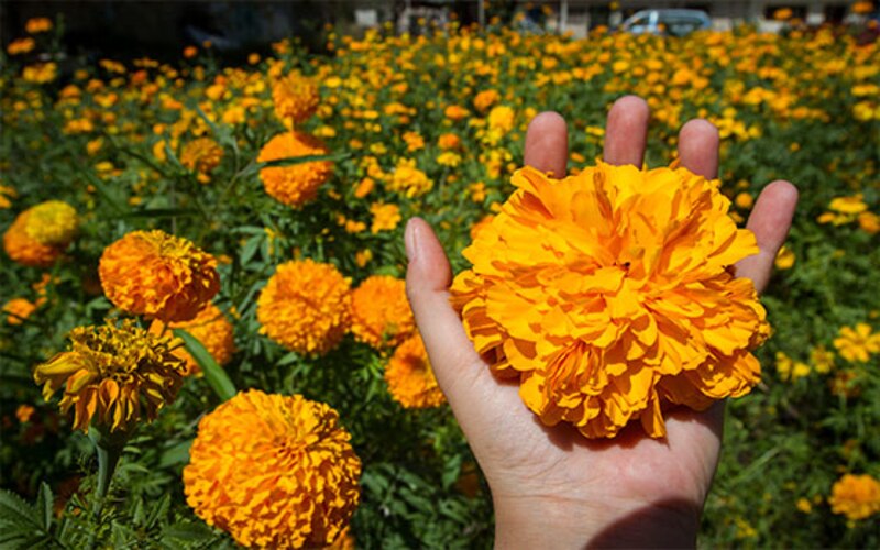 Hermosa flor amarilla en la palma de la mano
