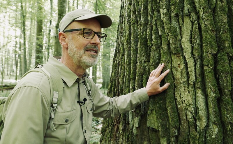 Científico tocando un árbol