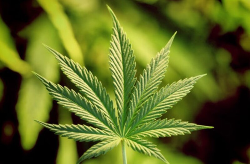 Hoja de cannabis
