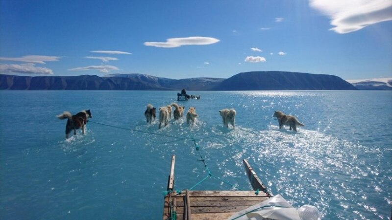 Perros de trineo corriendo sobre el hielo en Groenlandia