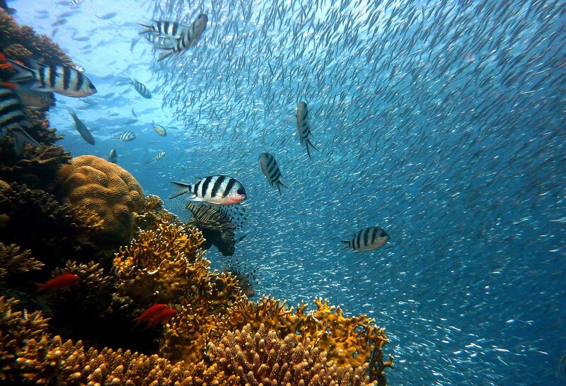 Arrecife de coral con peces tropicales