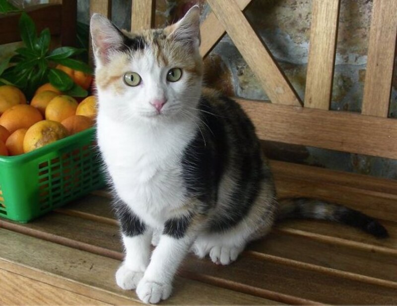 Una adorable gatita tricolor sentada junto a una cesta de naranjas.