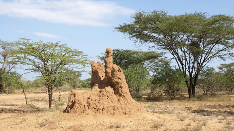 Un termitero en la sabana africana