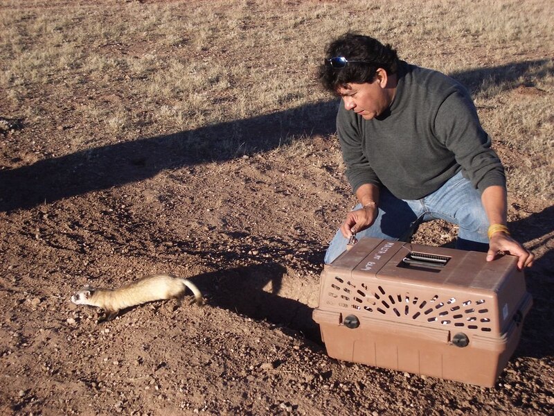 Investigador liberando un hurón en su hábitat natural