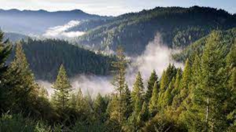 Título: Hermoso paisaje de un bosque de coníferas en las montañas