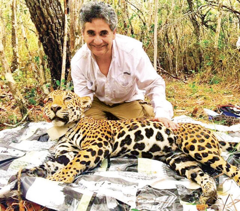 Un hombre acaricia a un jaguar en el Amazonas