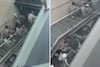 Captan a elementos de Guardia Nacional en el Senado: ¿Qué hacían en el recinto legislativo? 